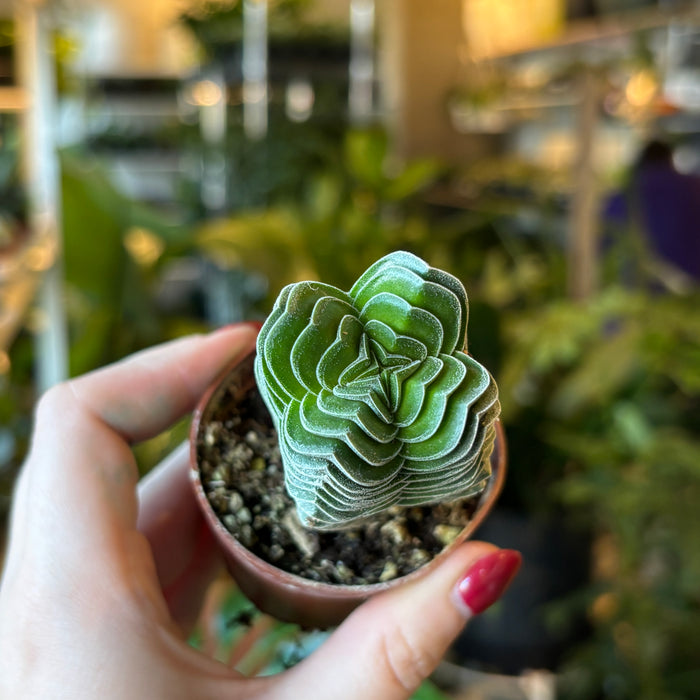 Crassula 'Buddha's Temple'