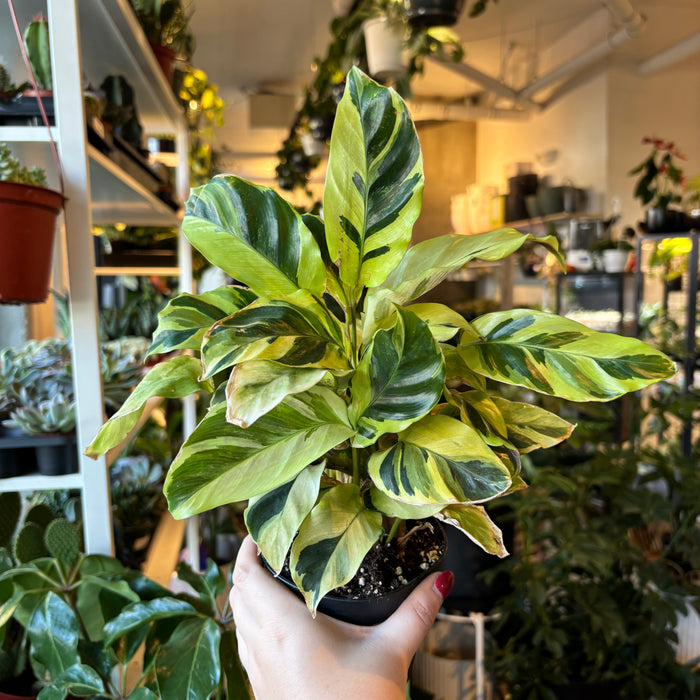Calathea 'Thai Beauty'