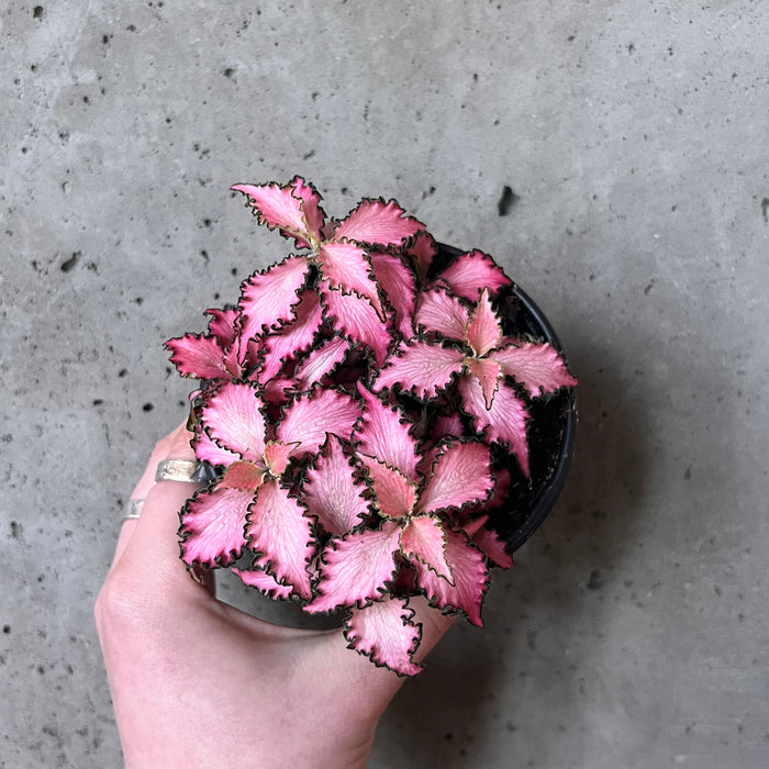 Fittonia Pink Star