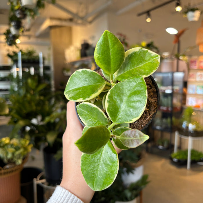Hoya