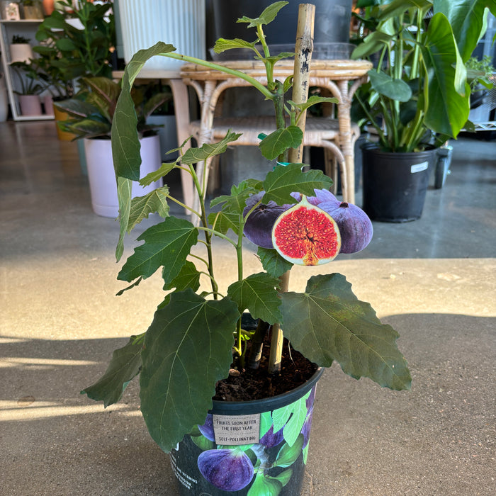 Outdoor Plants