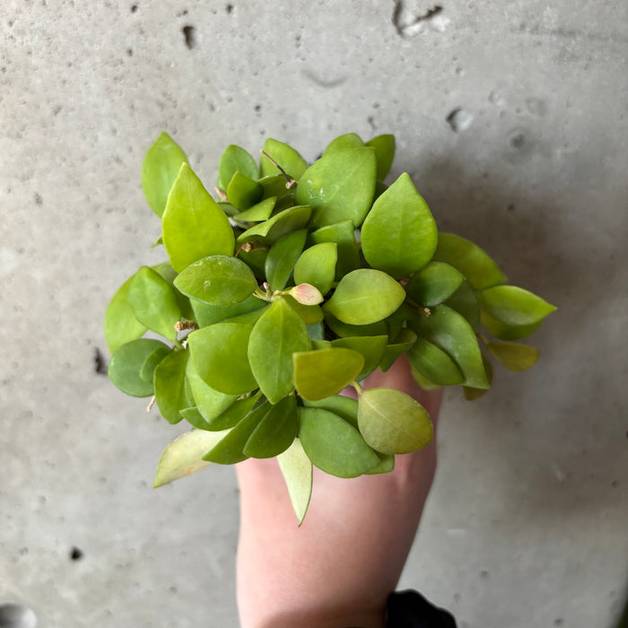 Hoya Heuschkeliana 'Pink Flower'
