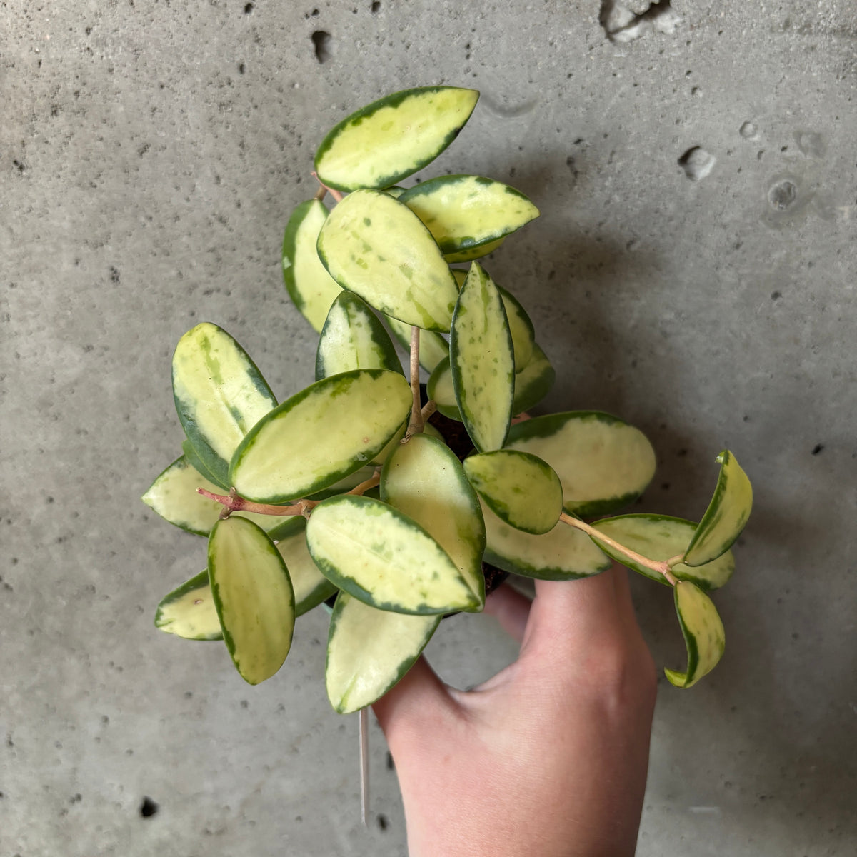 Hoya Verticillata Variegata – VI Plant Shop