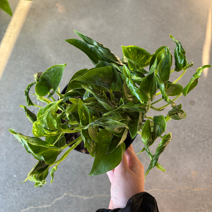 Epipremnum 'Shangri-La'