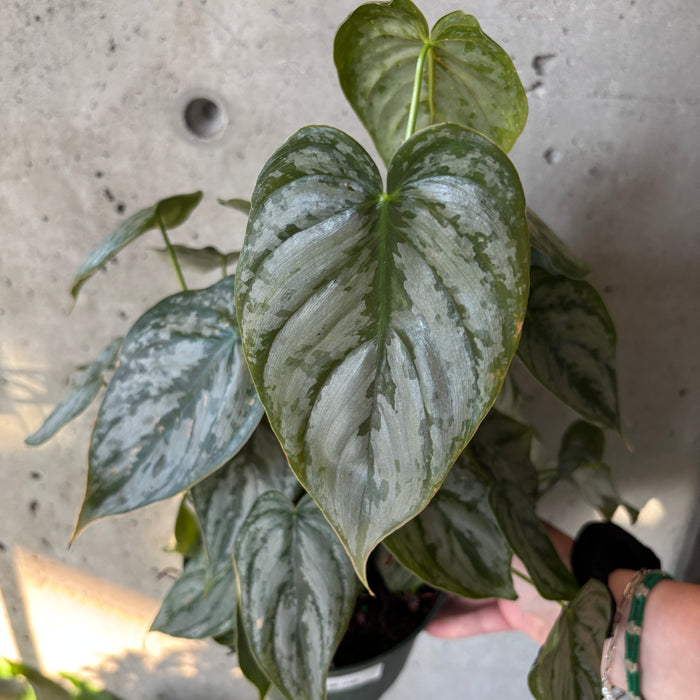 Philodendron brandtianum