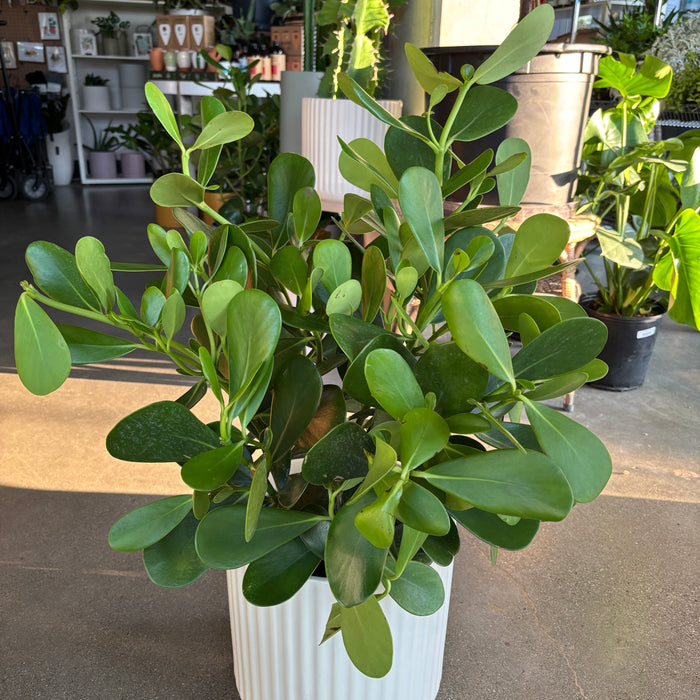 Autograph Tree