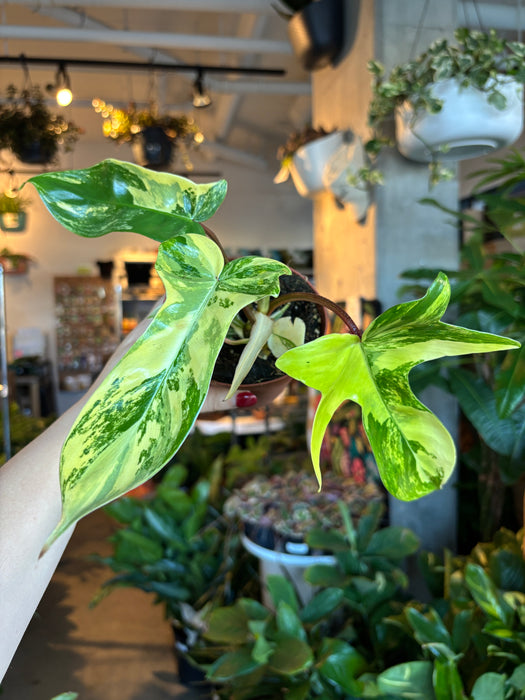 Philodendron Florida Beauty
