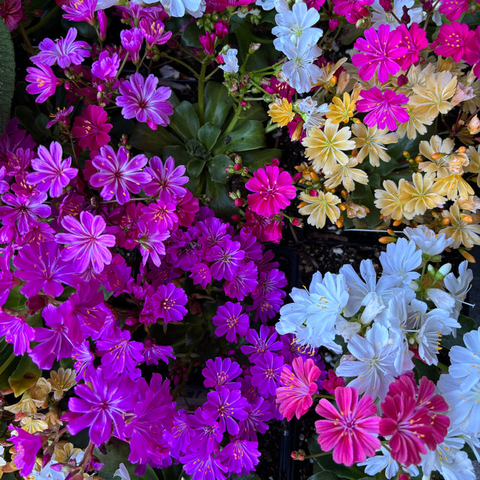 Lewisia 'Sunset Group'