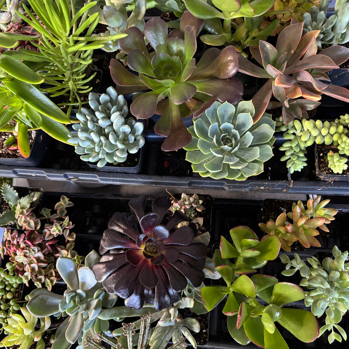 succulents victoria bc Assorted Succulents – VI Plant Shop