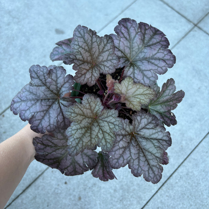 Assorted Heuchera