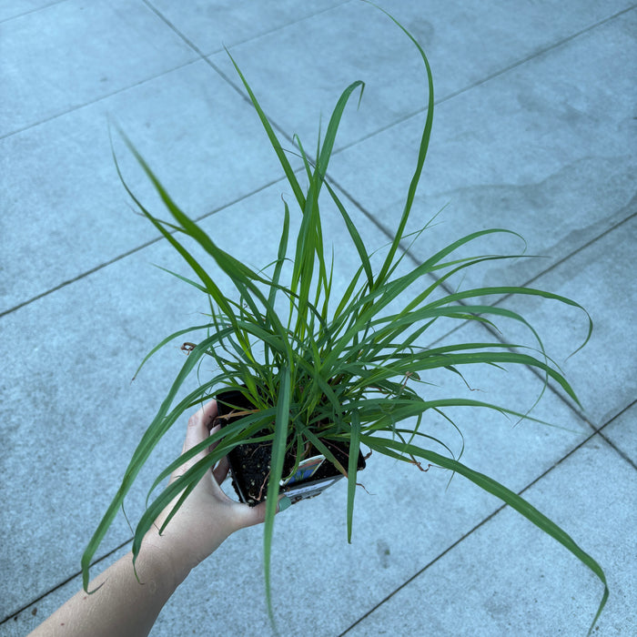 Lemongrass