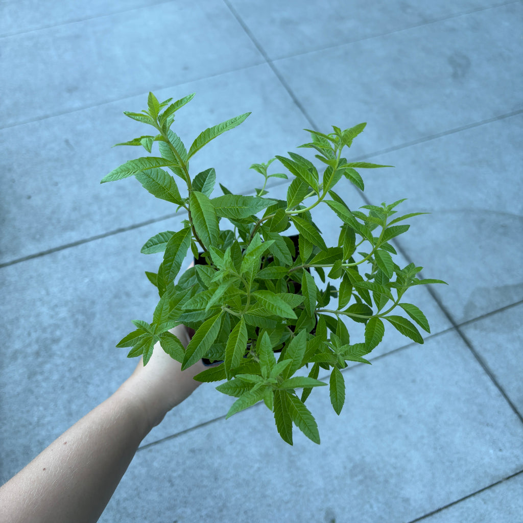lemon verbena plant seeds Lemon Verbena – VI Plant Shop