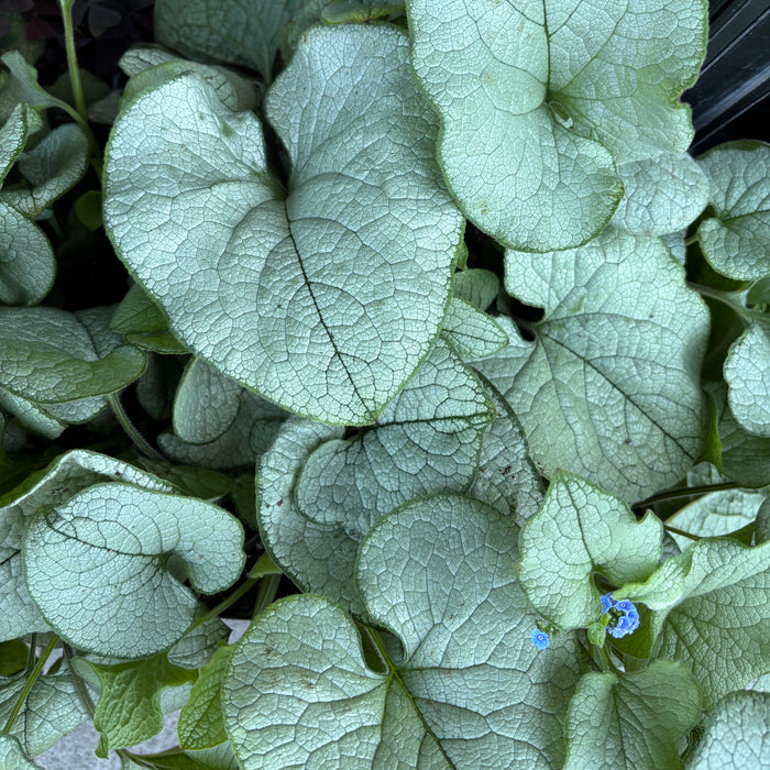 Brunnera 'Alexandria'