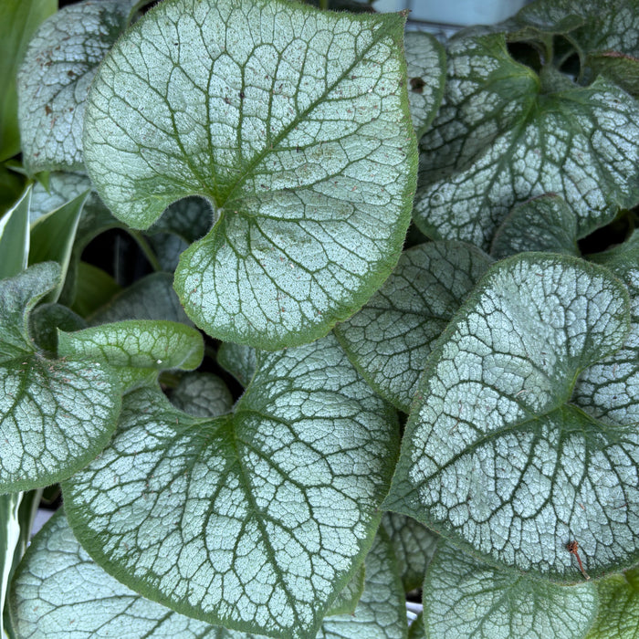 Brunnera 'Jack Frost'