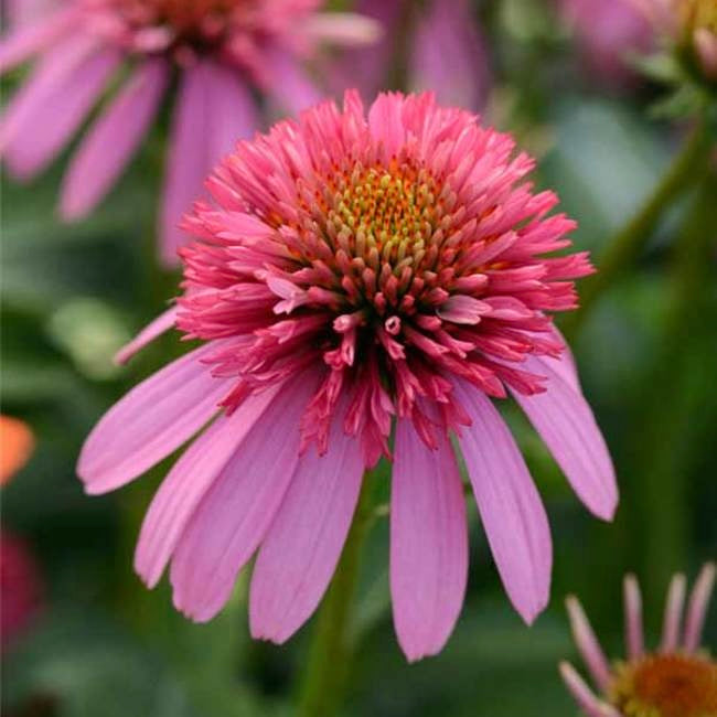 Echinacea ‘Double Scoop Bubblegum'
