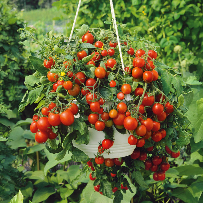 Tomato 'Tumbling Tom'