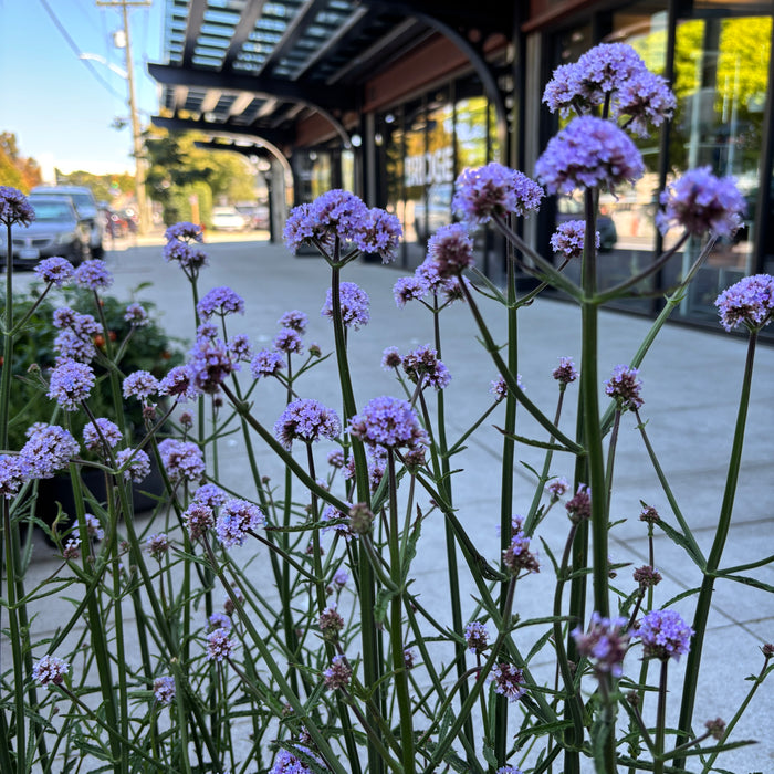 Verbena Meteor Shower