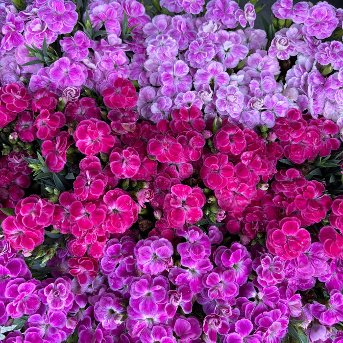 Dianthus (Assorted)