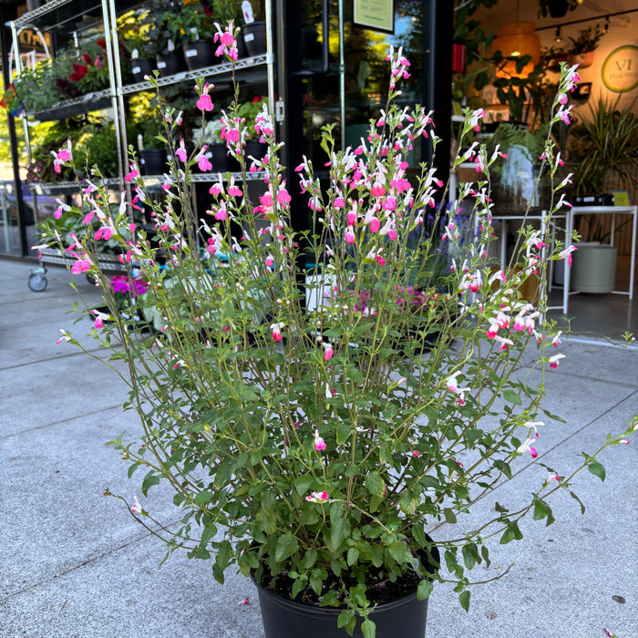 Salvia 'Apex Pink'