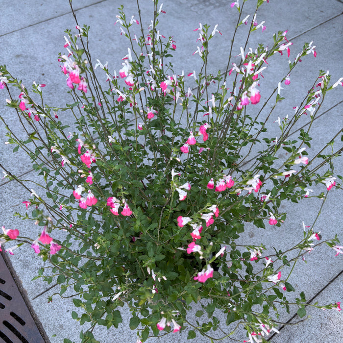 Salvia 'Apex Pink'