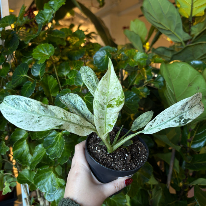 Epipremnum Giganteum Variegated