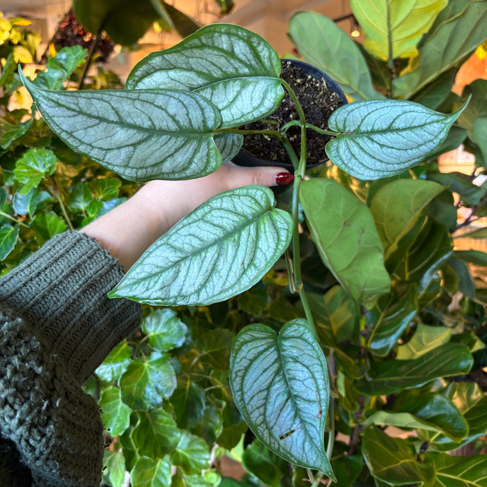 Monstera Siltepecana