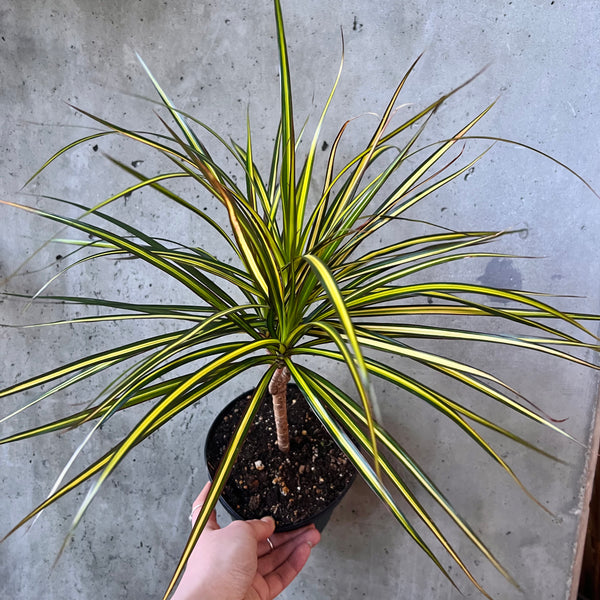 dracaena kiwi cutback Dracaena Kiwi – VI Plant Shop