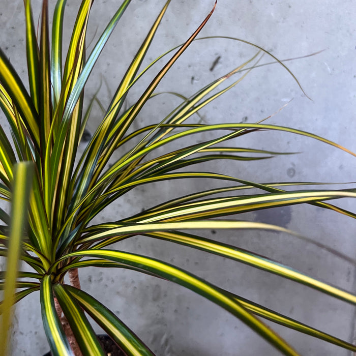 dracaena kiwi cane Dracaena Kiwi – VI Plant Shop