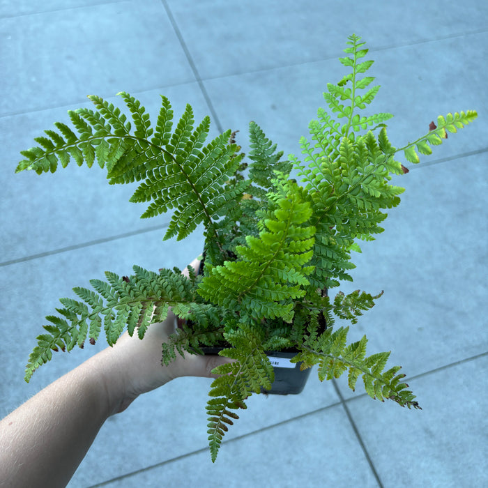 Soft Shield Fern 'Herrenhausen'