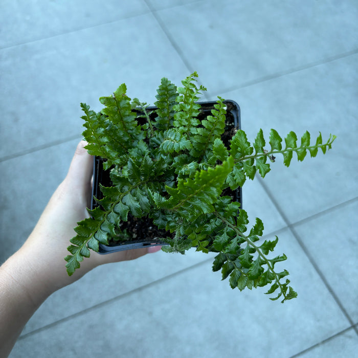 Western Sword Fern