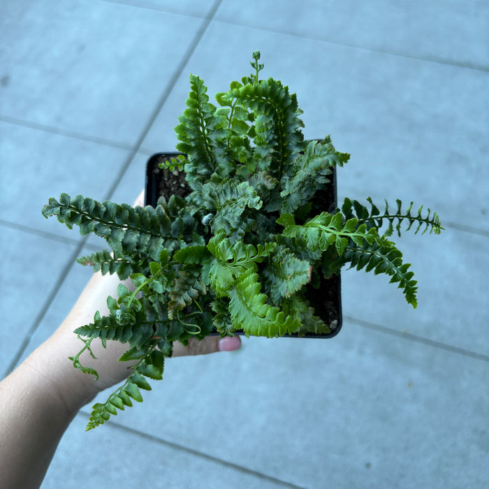 Japanese Tassel Fern