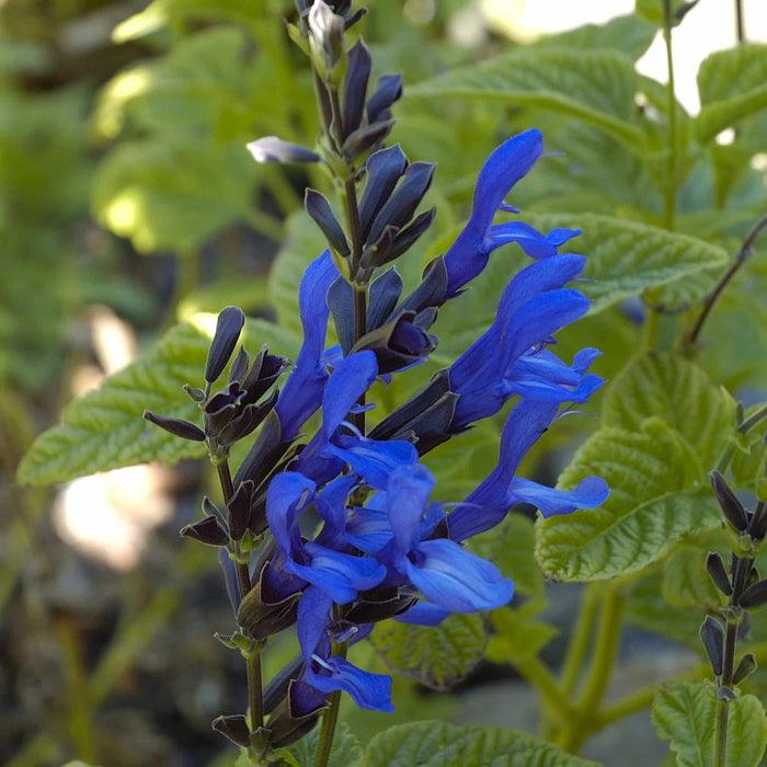 Salvia Black and Blue