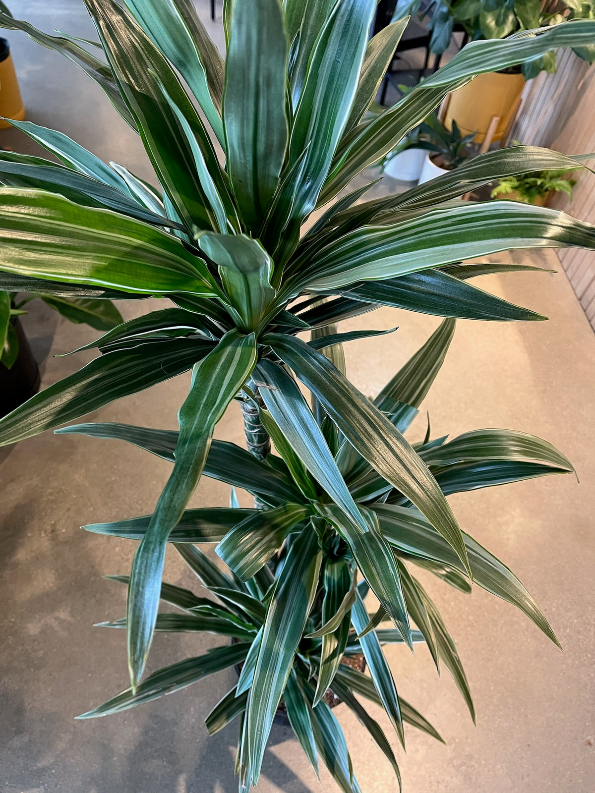 Dracaena 'Lisa' – VI Plant Shop