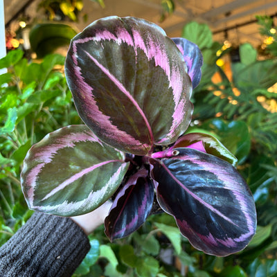 Calathea Surprise Star