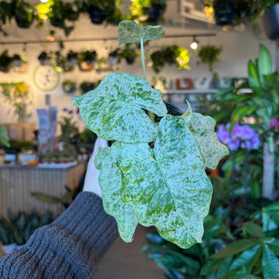 Alocasia Odora 'Batik' Variegated