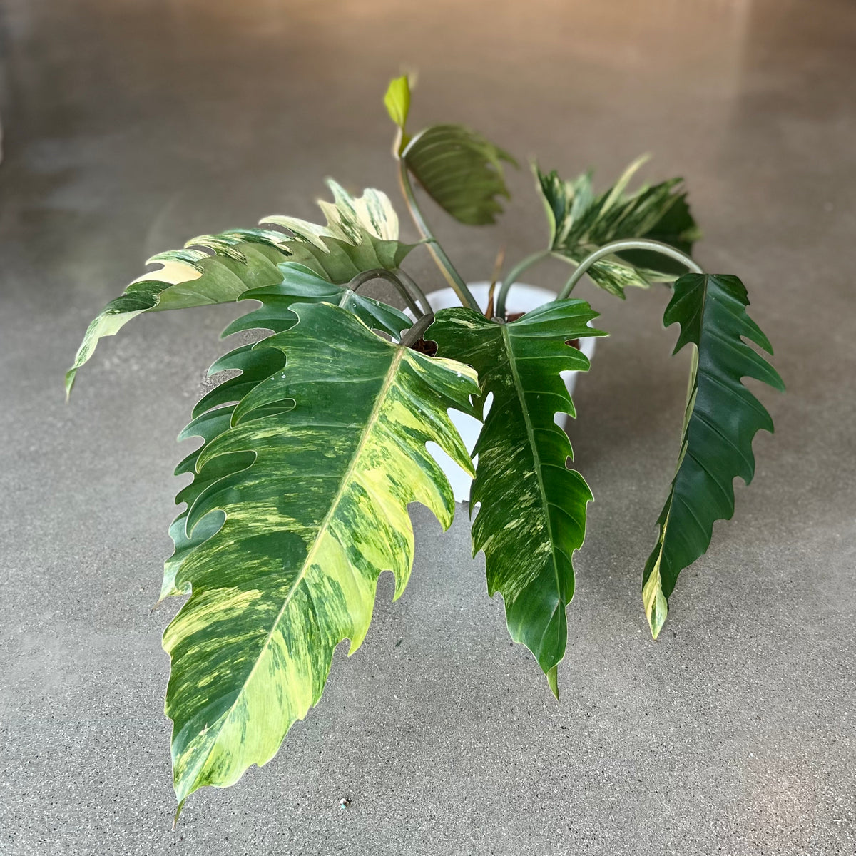 philodendron carmel marble Philodendron 'Caramel Marble' – VI Plant Shop