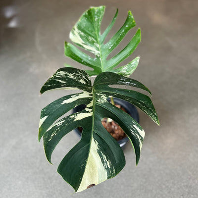 Monstera Deliciosa 'Mint'