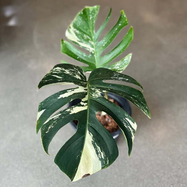 Monstera Deliciosa 'Mint' – VI Plant Shop