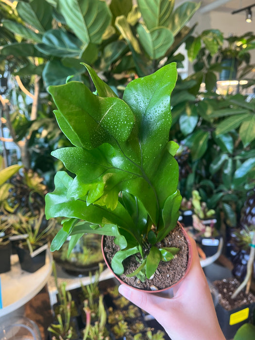 Green Flame Fern