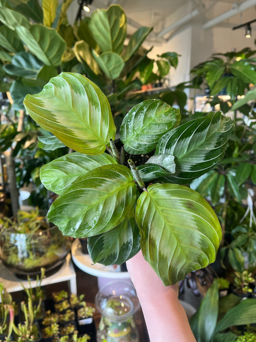 Silver Band Maranta