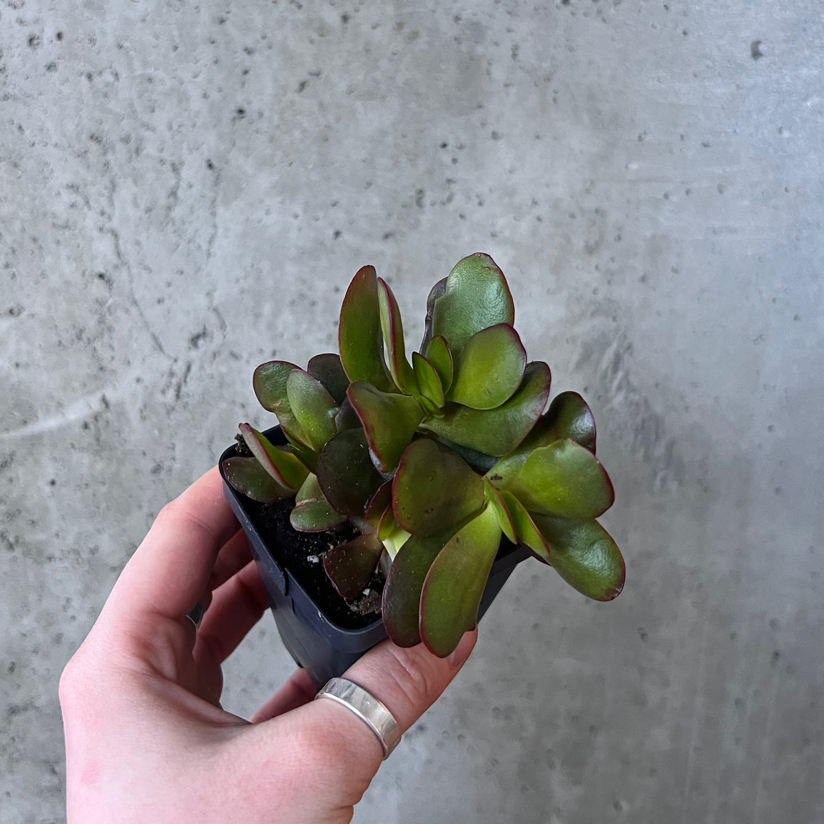 Crassula Argentea Compacta – VI Plant Shop