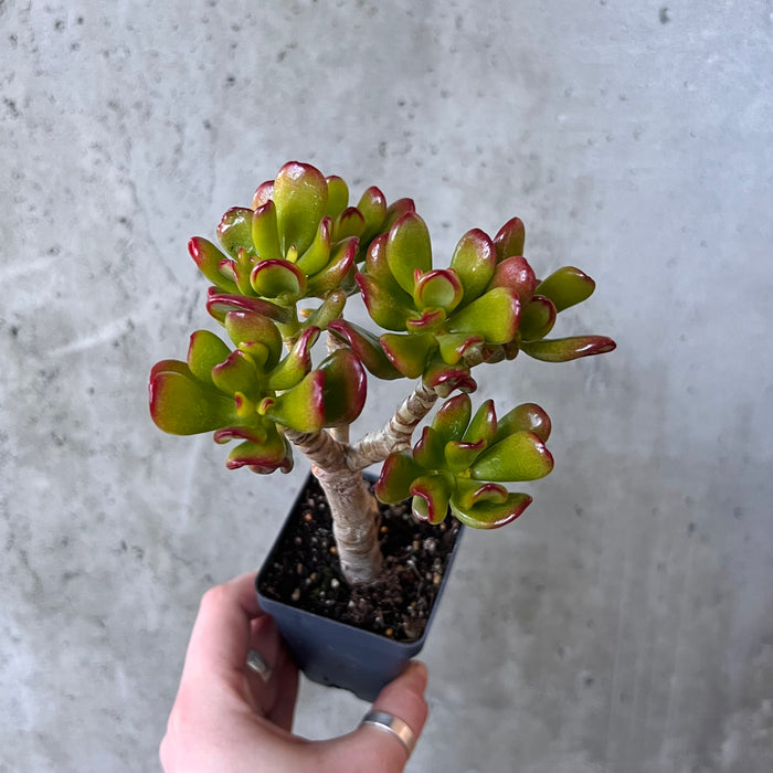 Crassula Hobbit