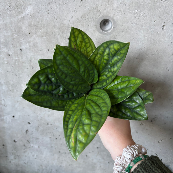 Monstera Peru