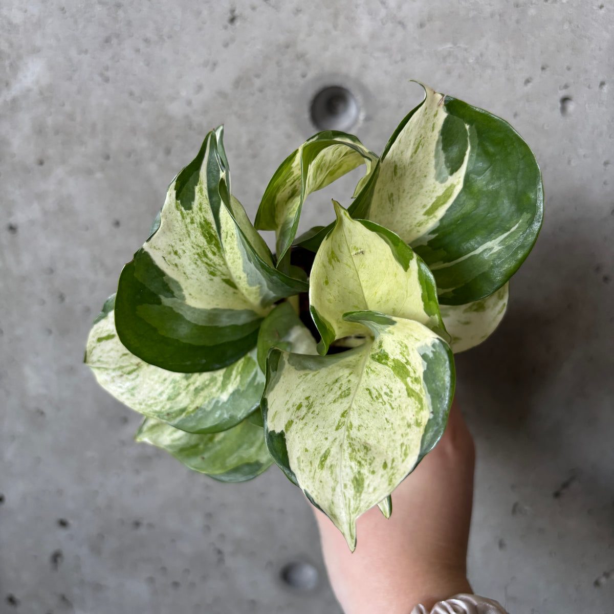 Pothos Manjula – VI Plant Shop