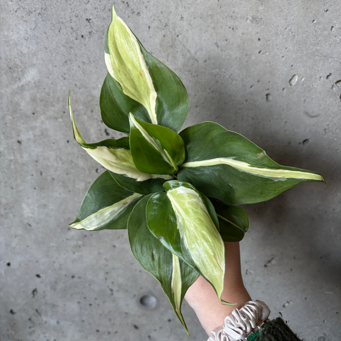 cream splash philodendron Philodendron 'Cream Splash' – VI Plant Shop