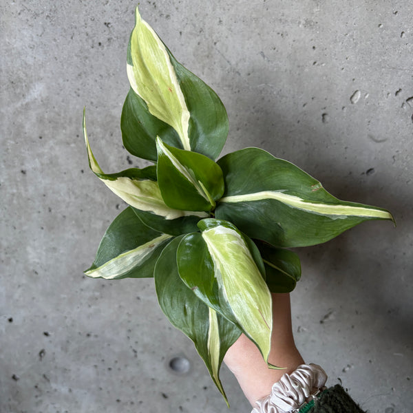 philodendron cream splash for sale Philodendron 'Cream Splash' – VI Plant Shop