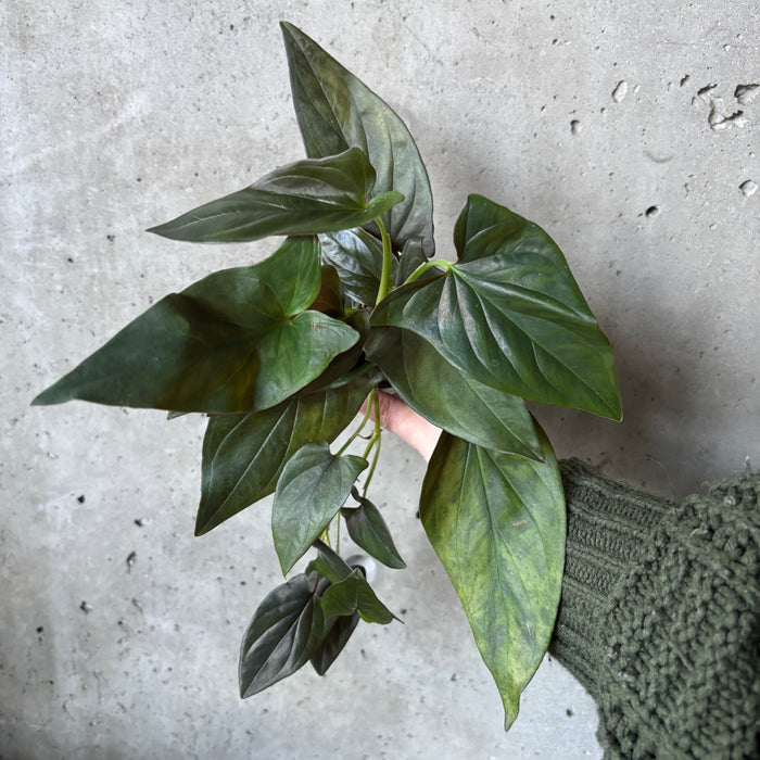 Syngonium Erythrophyllum
