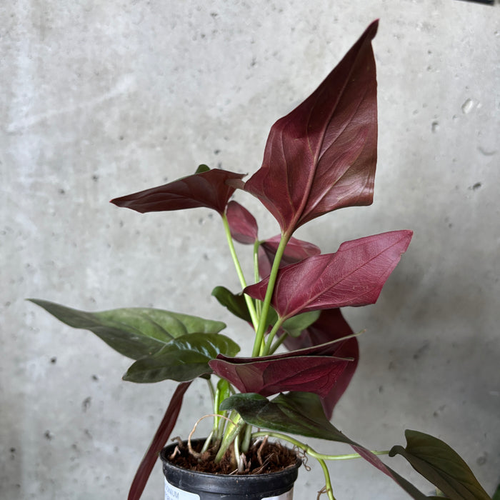 Syngonium Erythrophyllum