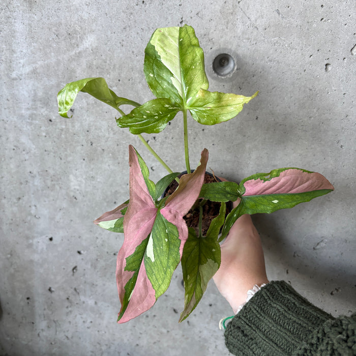 Syngonium Red Spot