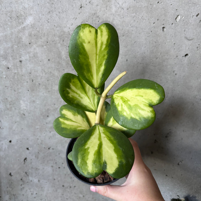 Hoya kerrii 'Reverse Variegata'